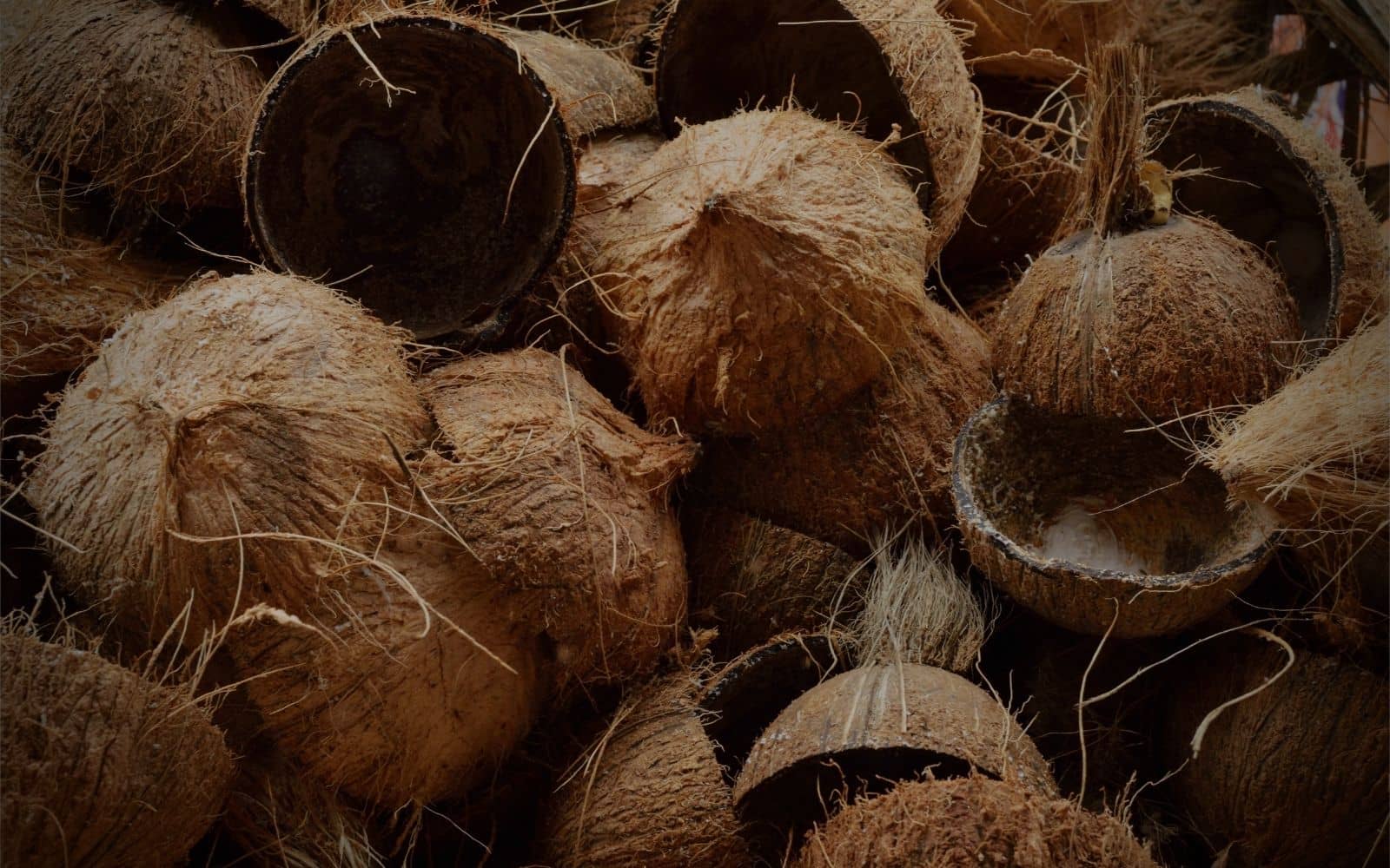 Natural Coconut Shell Plectrums | Sustainable, Biodegradable Tunes